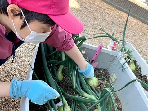 slider_img05 のんきっずの玉ねぎ収穫